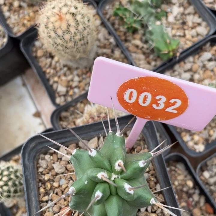 任***年实生单直刺虾0032