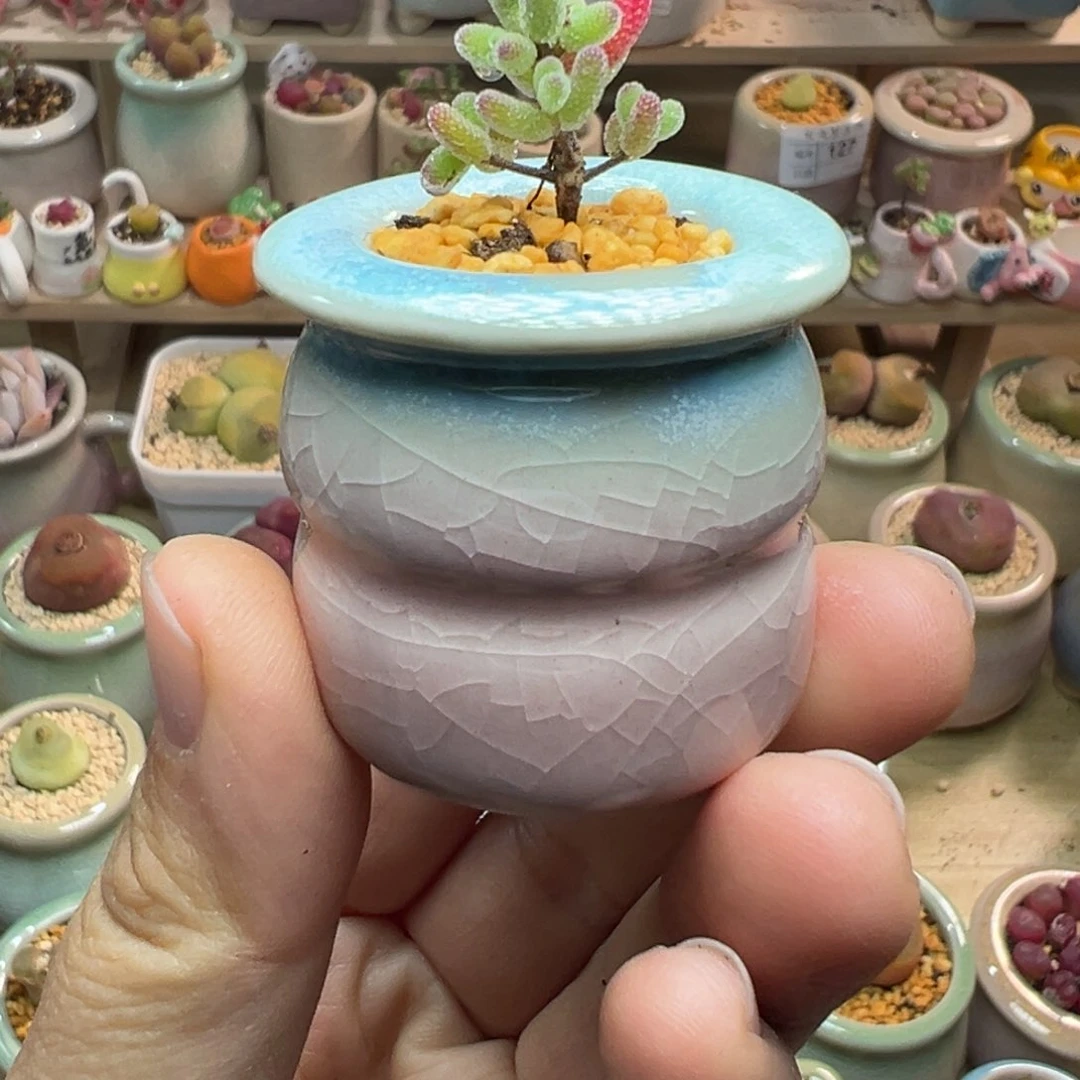 多肉植物145号枝干糖球