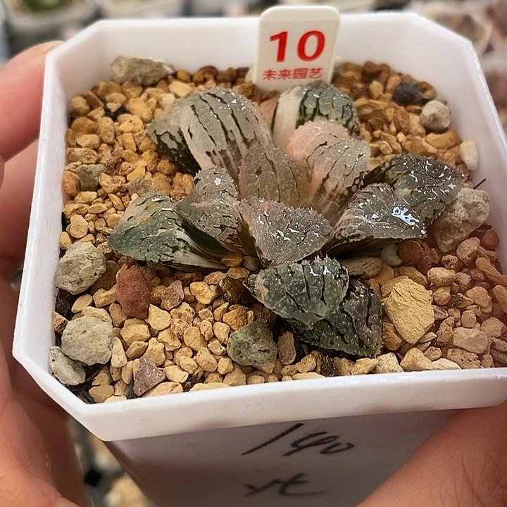 10具味城寿锦一物一拍