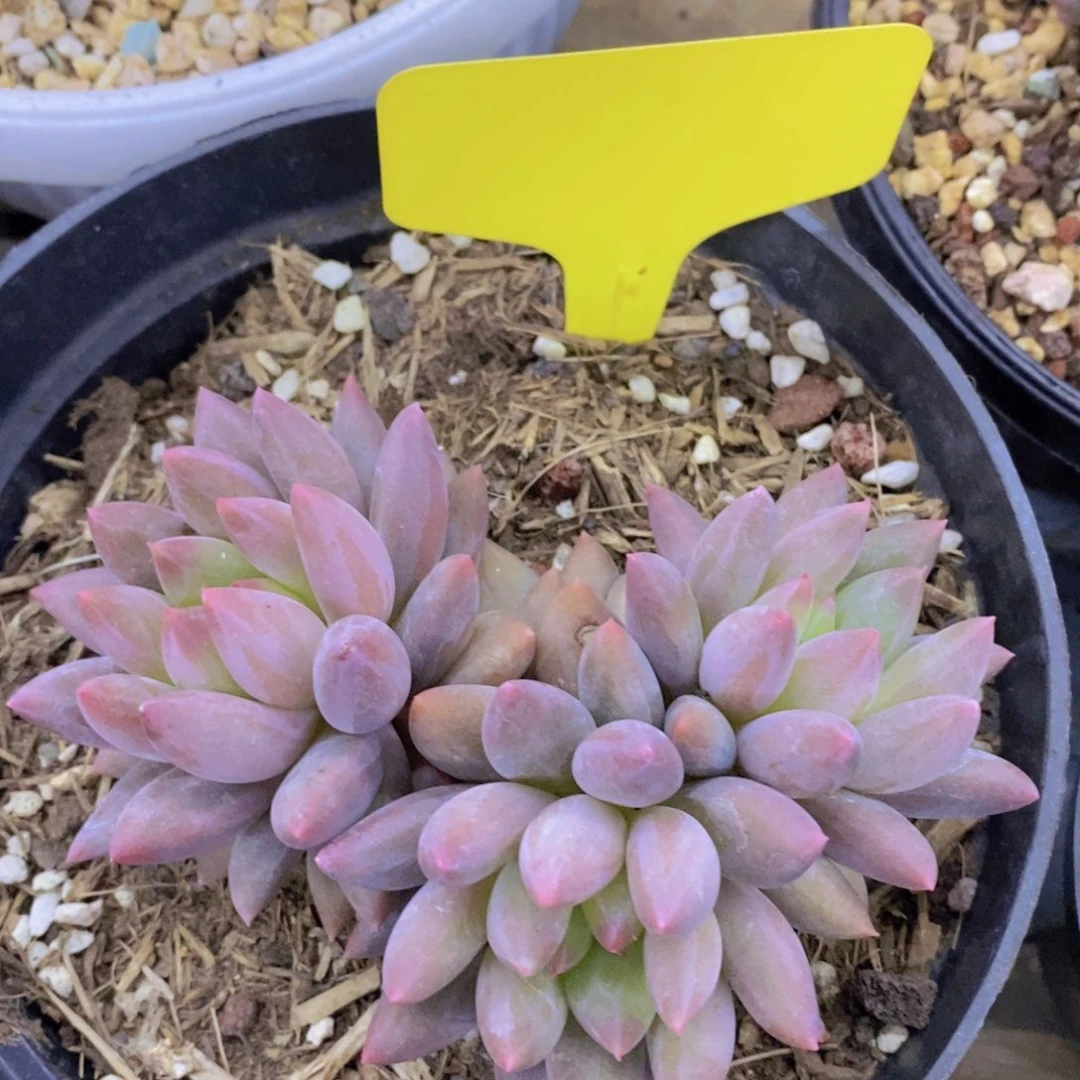 开心多肉专场4，一物一拍