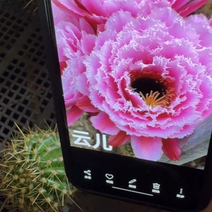 260毛云儿歪5公分左右无根侧牙，20包邮