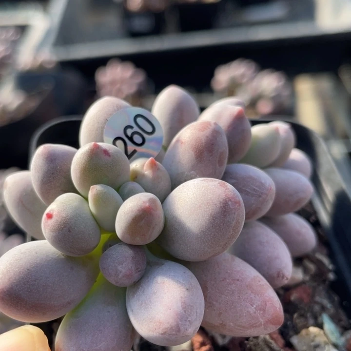 桃花奶酪多肉植物