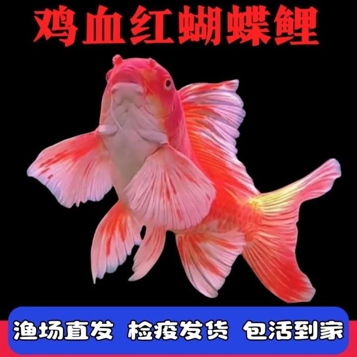 红色普身蝴蝶鲤纯种观赏鱼大尾巴大鳍大尾冷水淡水鱼好养耐活
