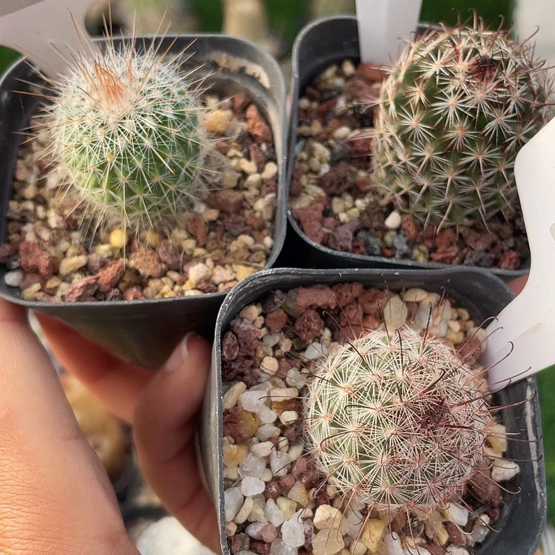 7221 和 7662 和 7322 一起实生裸根发货