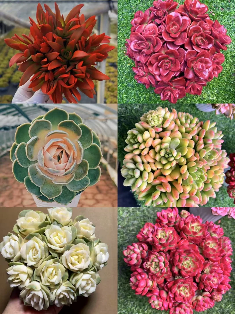 HS21-1001满满一大箱 云南多肉基地直发 带盆带土 新手好养