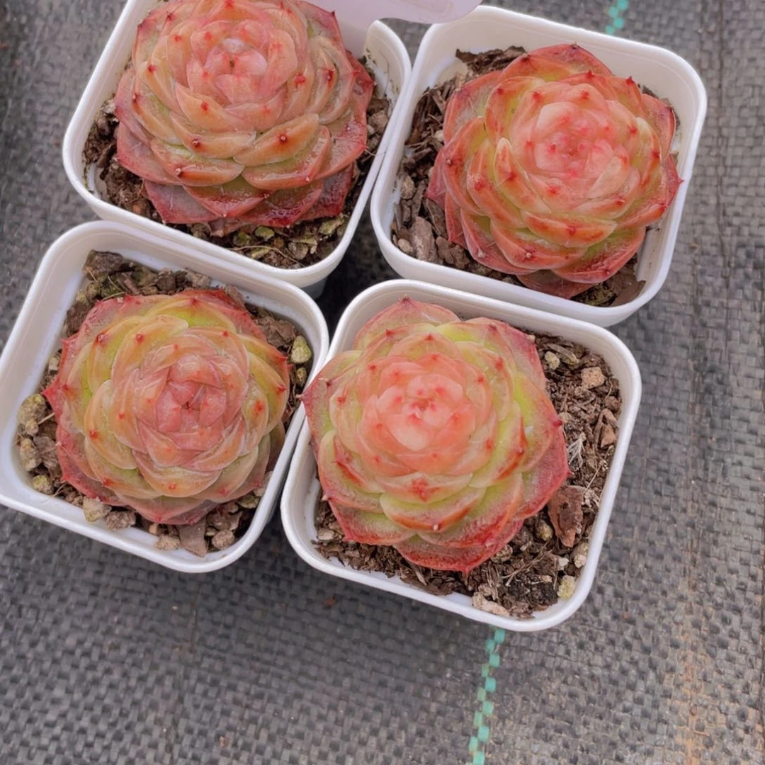 Y72号 全状态珍妮冻唇蜜单头一个