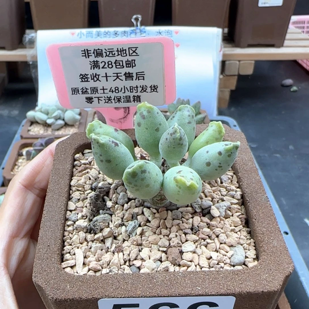 566黄金海报多肉