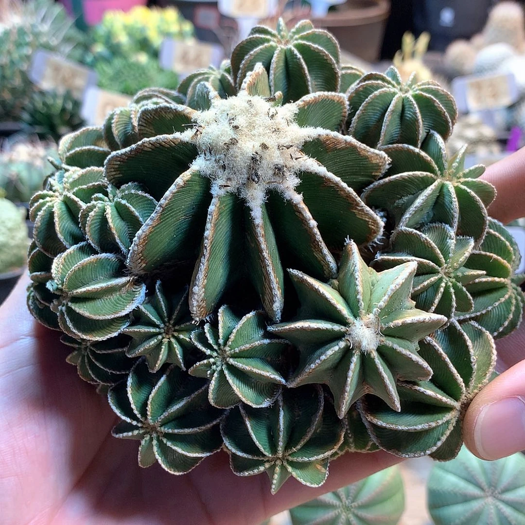 辛顿花笼