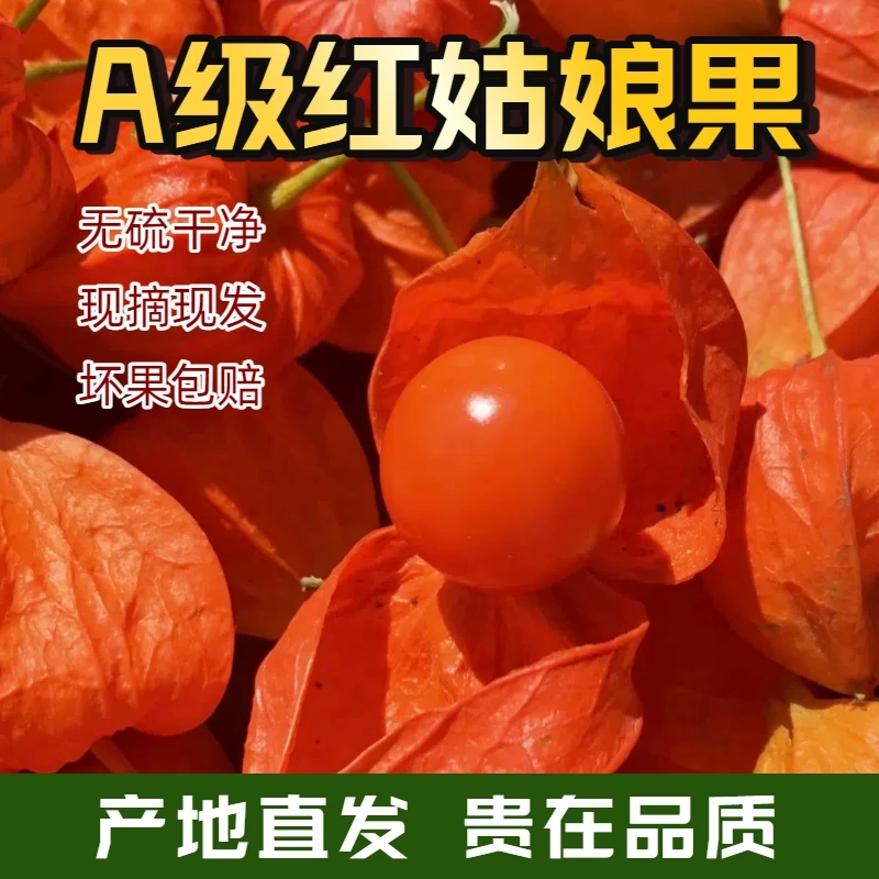 东北特产红菇娘，冻伤只能泡水不能直接吃