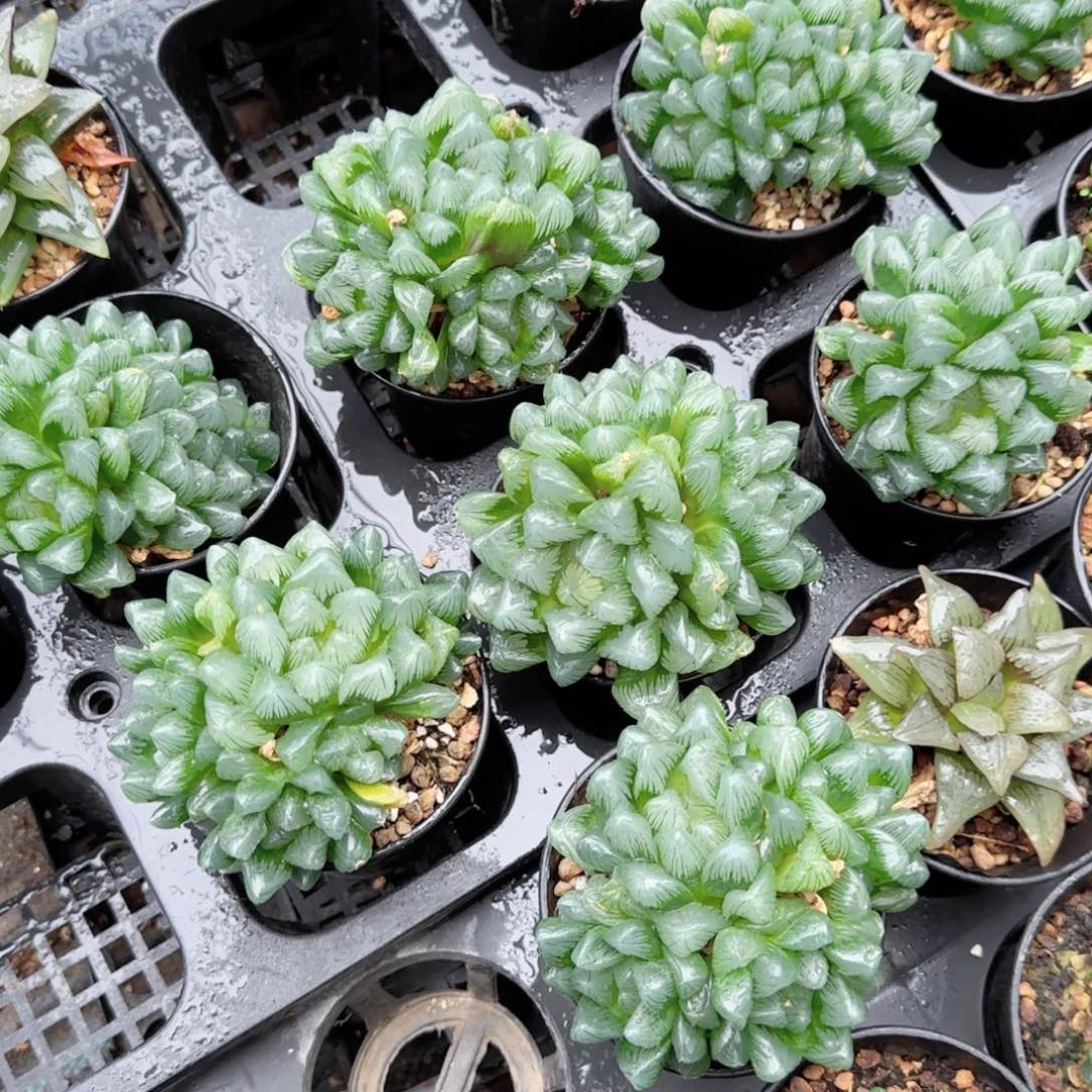翡翠多肉植物一颗