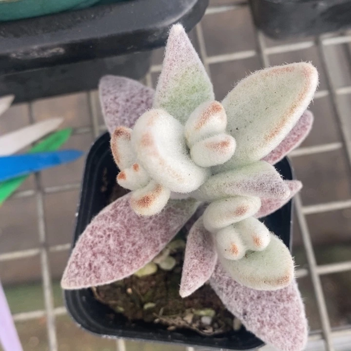 伯克利和格蕾纳的故事都