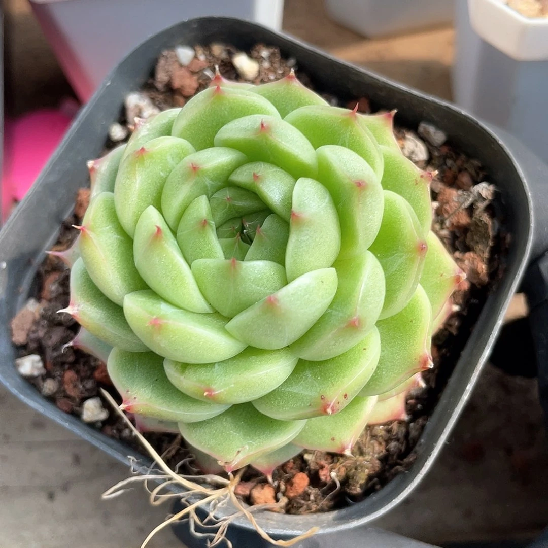 优选麦秆福利990