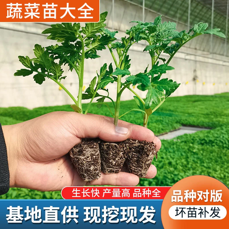 春季种菜苗大全黄瓜青菜茄子番茄西红柿辣椒春播阳台种植蔬菜秧苗