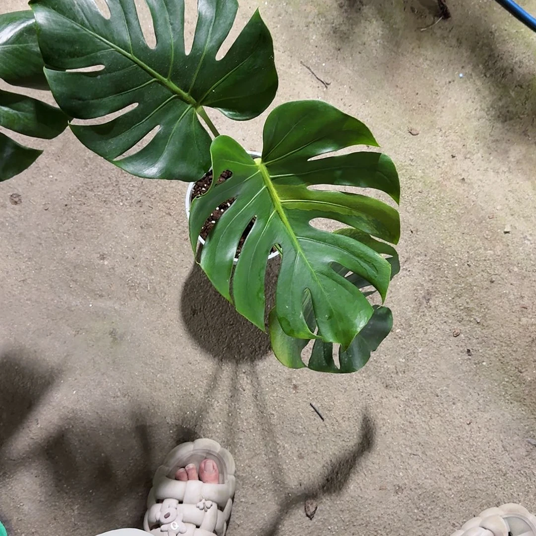 不***间无花朵龟背竹植物一物一拍