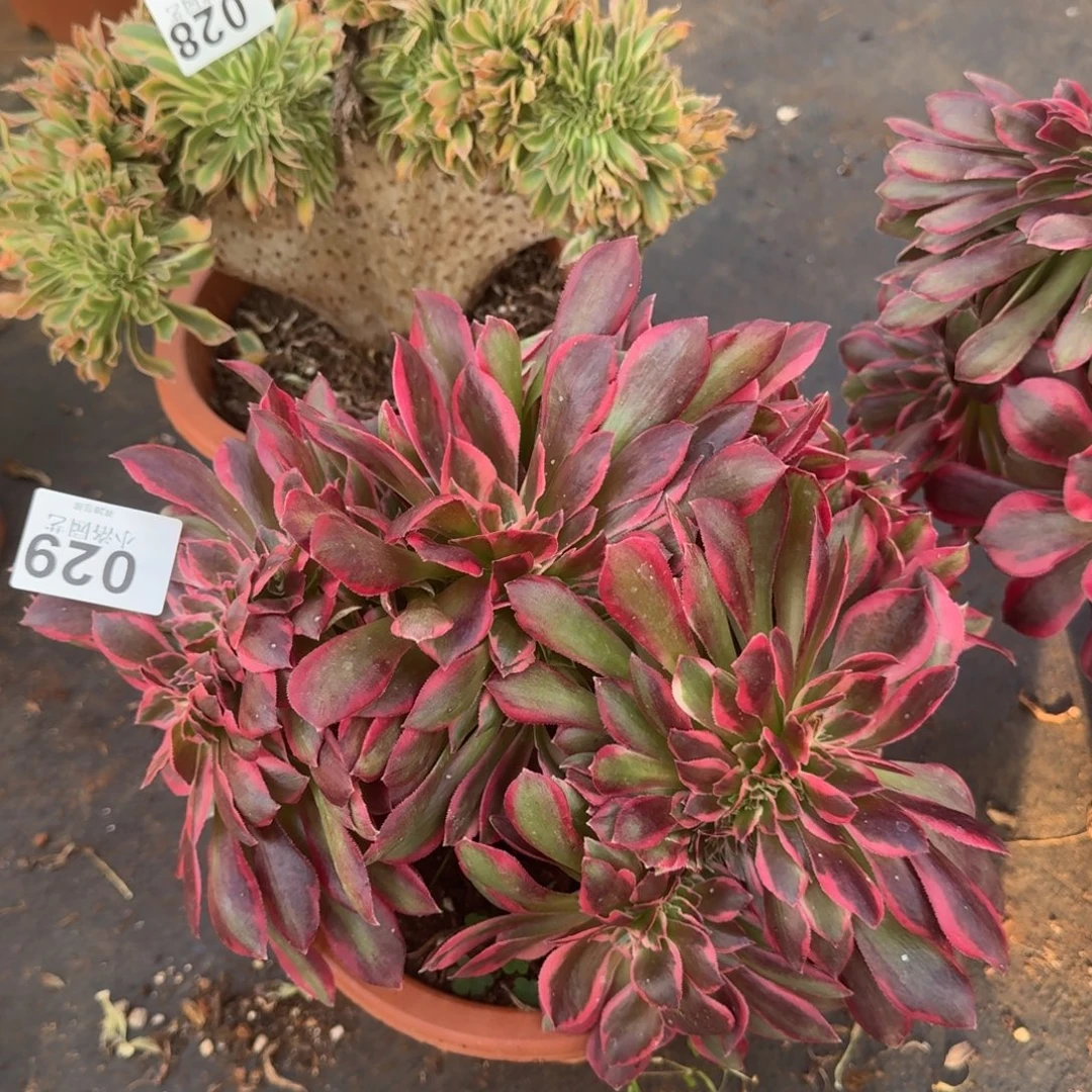 29粉女郎缀化多肉植物满28包邮