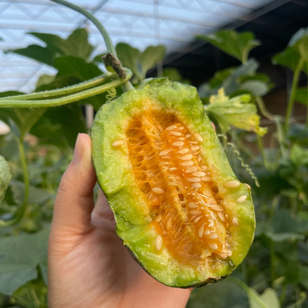 【奇幻果园】山东博洋9号羊角蜜3斤装/4.5斤装