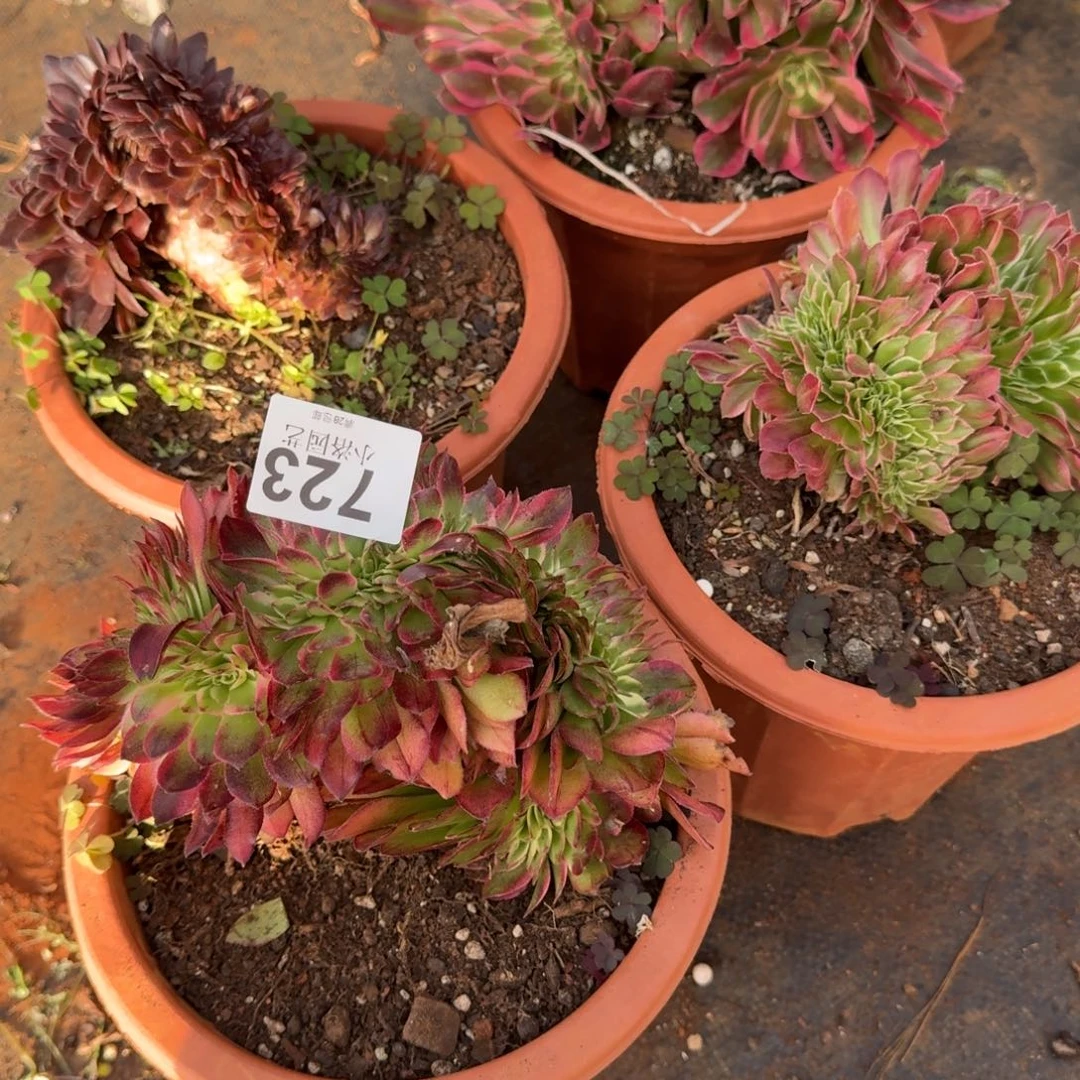 723四颗缀化多肉植物满28包邮