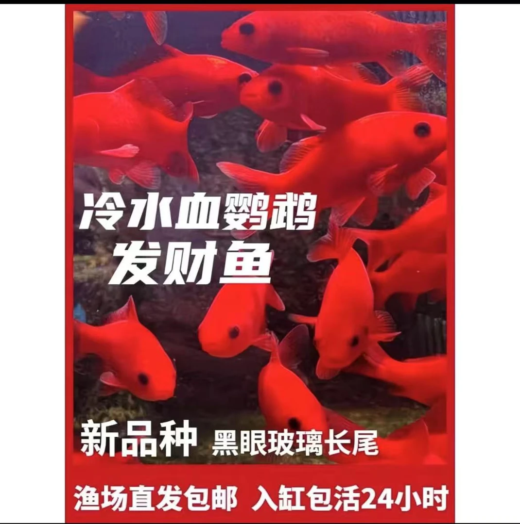 冷水鹦鹉鱼招财鱼淡水鱼好养耐活观赏鱼