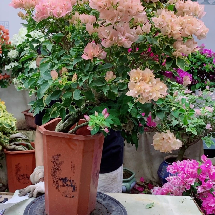 【闪购商品】完全开放