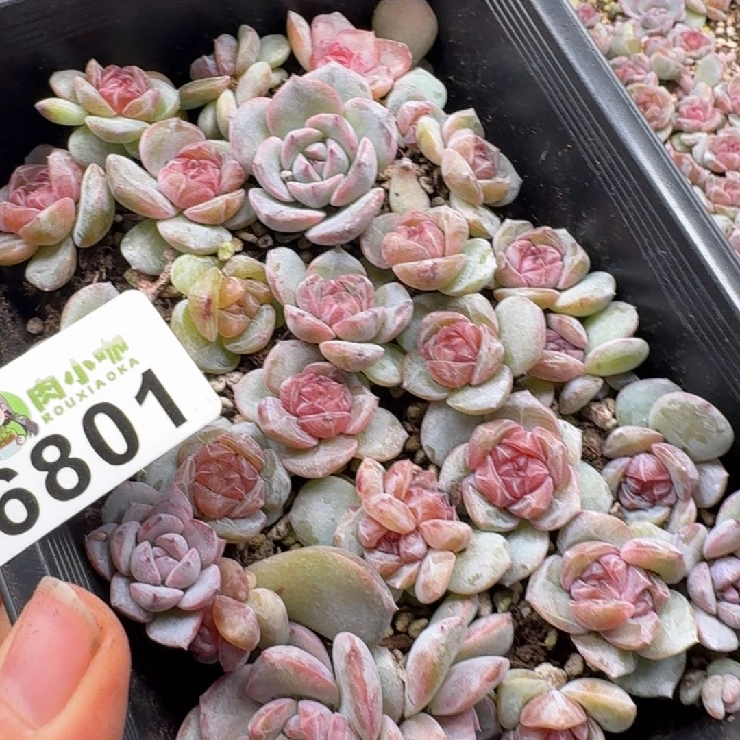 大***妮多肉植物多肉植物