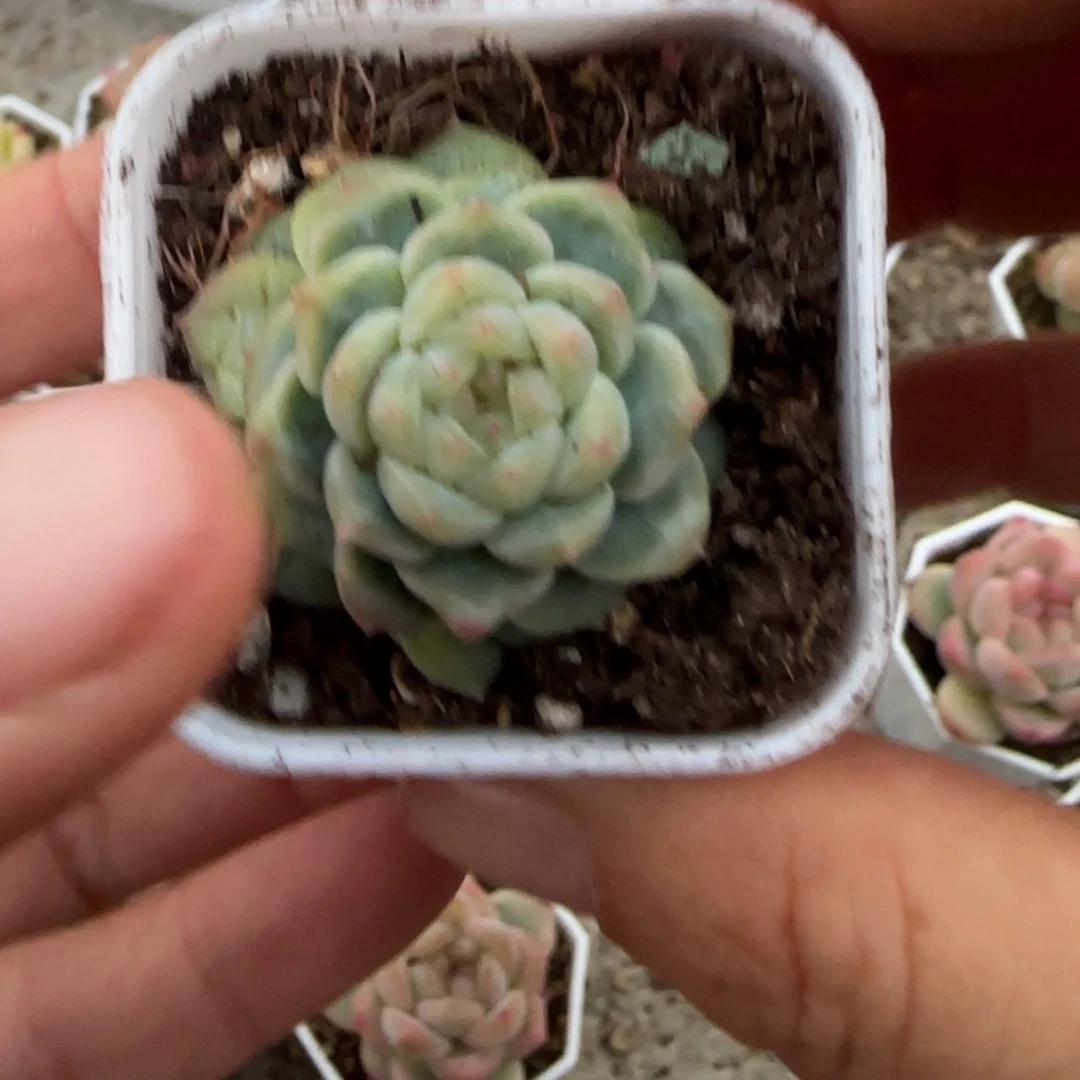 M***uC100 单头盆1个满25包邮