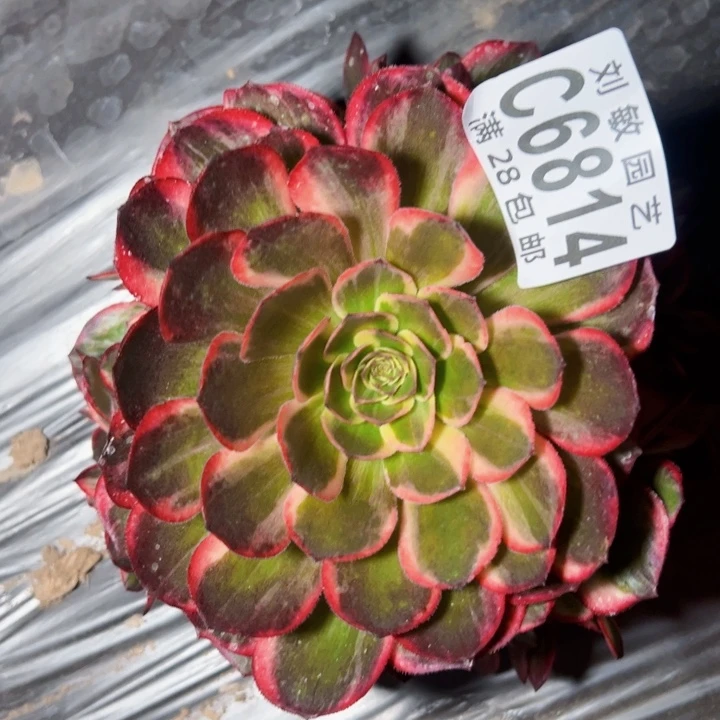 平****好6814多肉植物法师法师