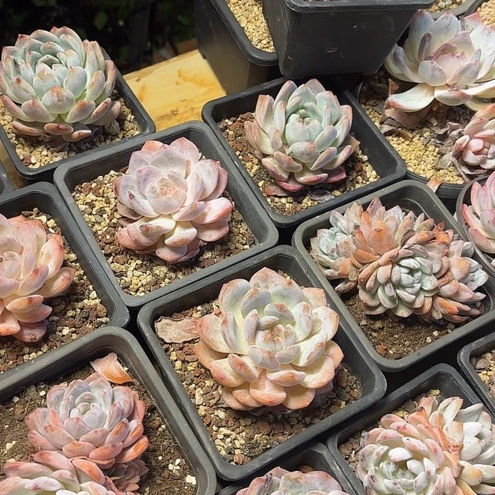 橙梦露28.84颗。