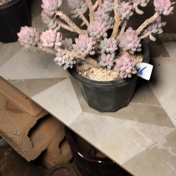 A****46//////////////