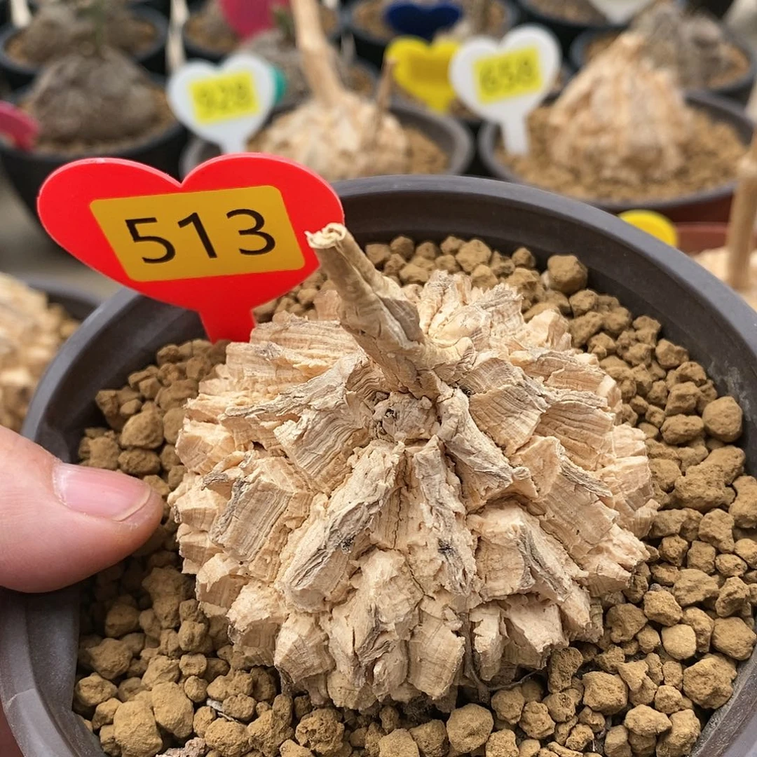 墨西哥龟甲龙萝摩萝摩