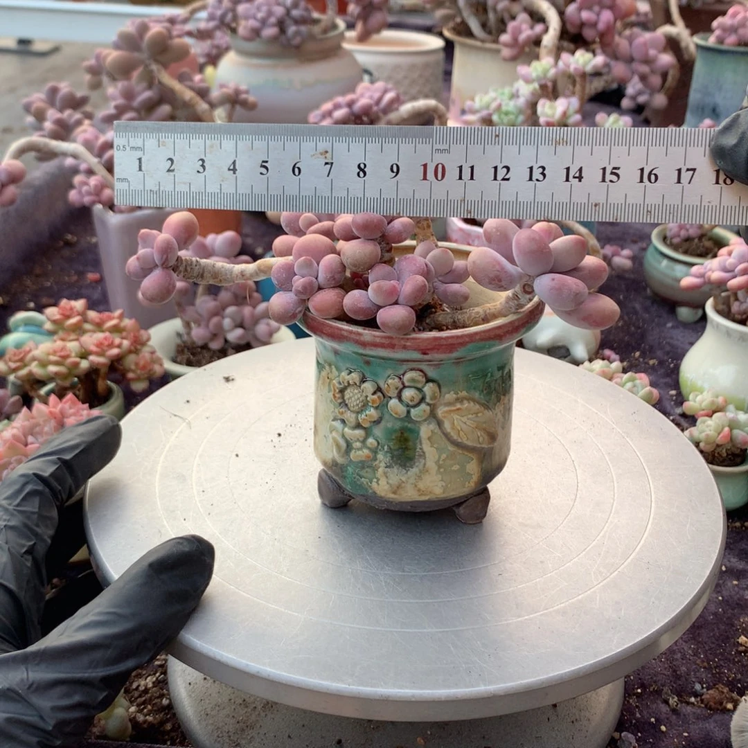 75号带盆偏远地区不包邮的