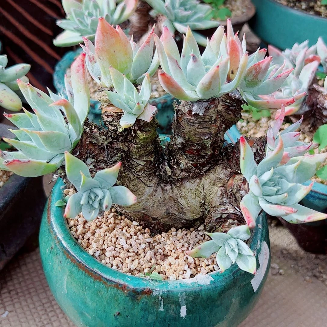 2237白衣圣徒仙女杯