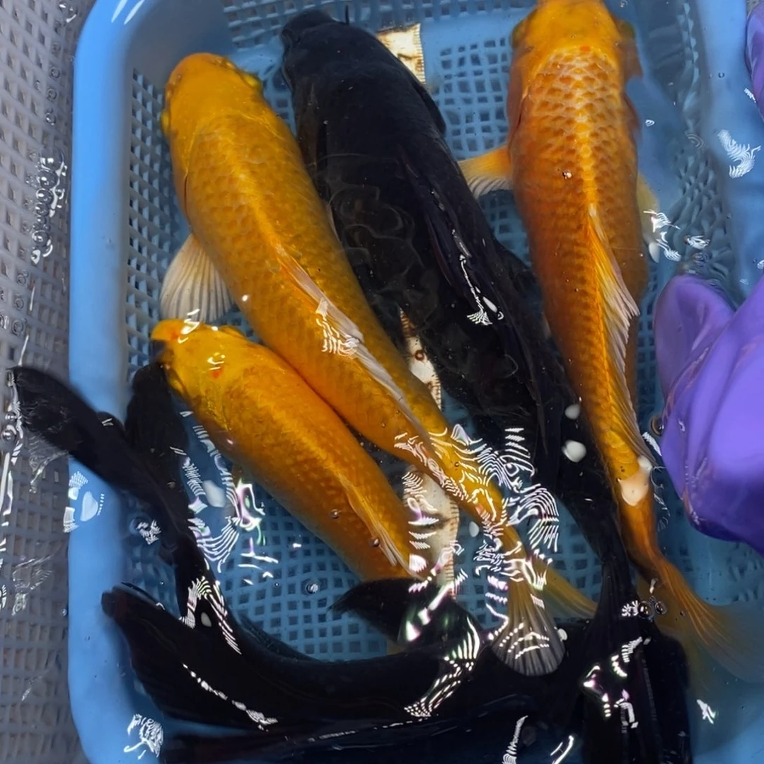 锦鲤冷水锦鲤包邮