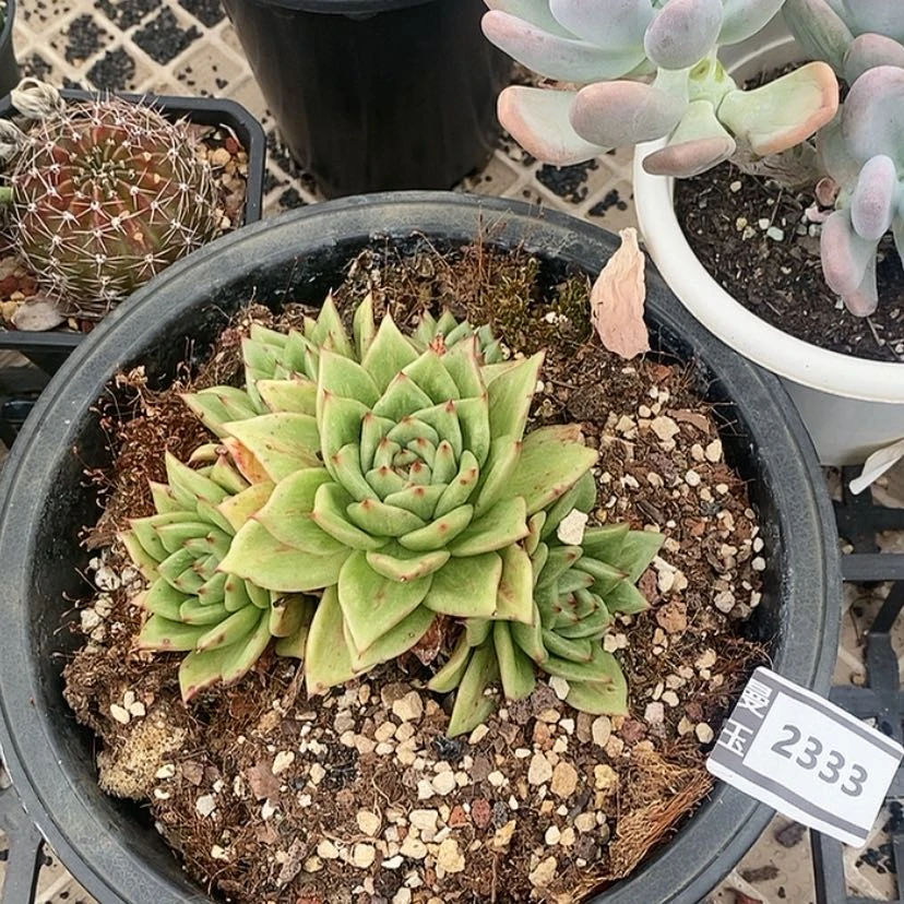 【闪购商品】林肯2333