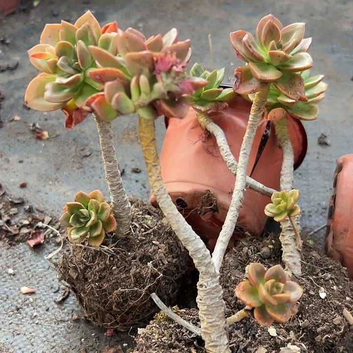 无花朵巧克力3盆。