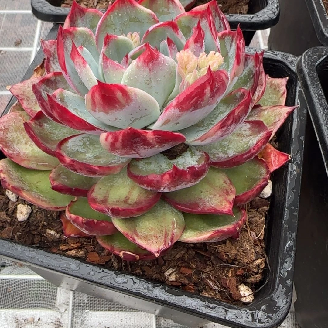 从前慢花园精选惊鸿仙子