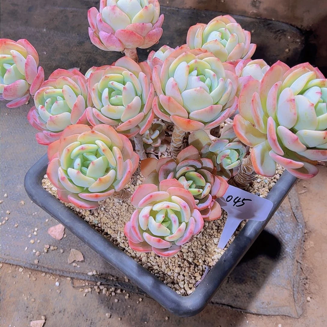 ?****肉45白月光。。。。。。。。