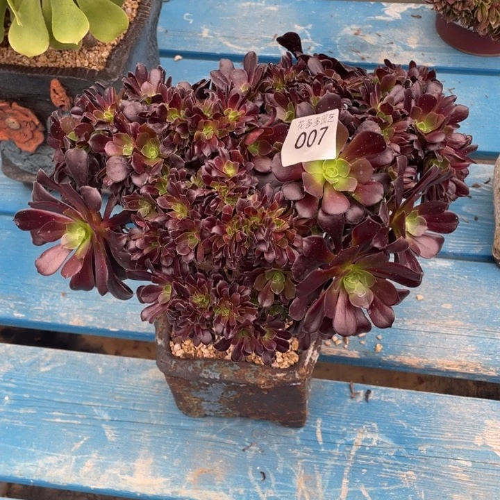 007号欧子法师缀花