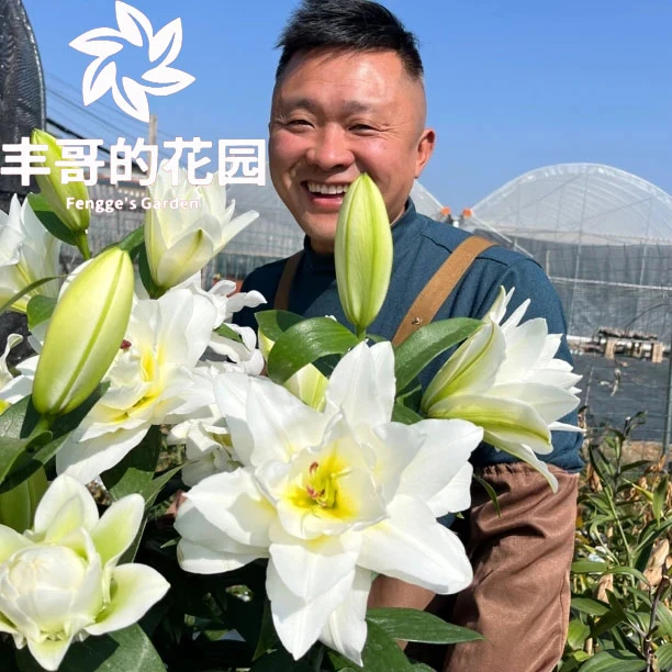 《暴风雪周长20/22cm》进口重瓣香水百合种球1颗