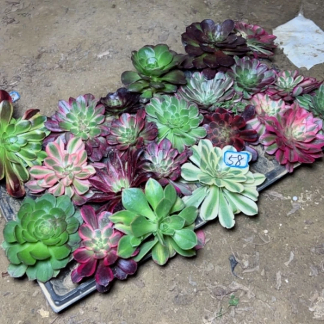 【闪购商品】多肉植物小苗58