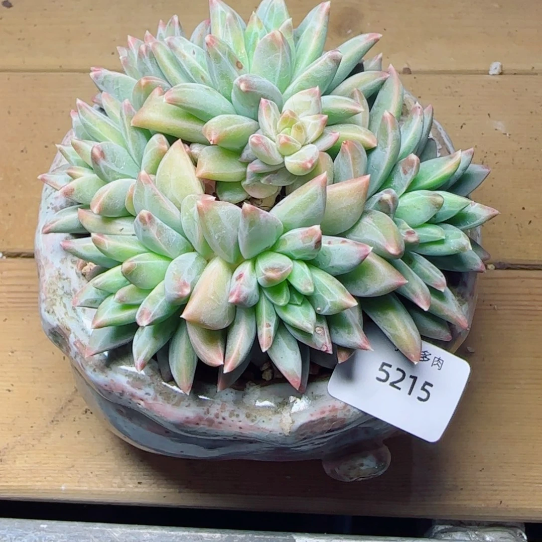 彩翼美人，5215多肉植物