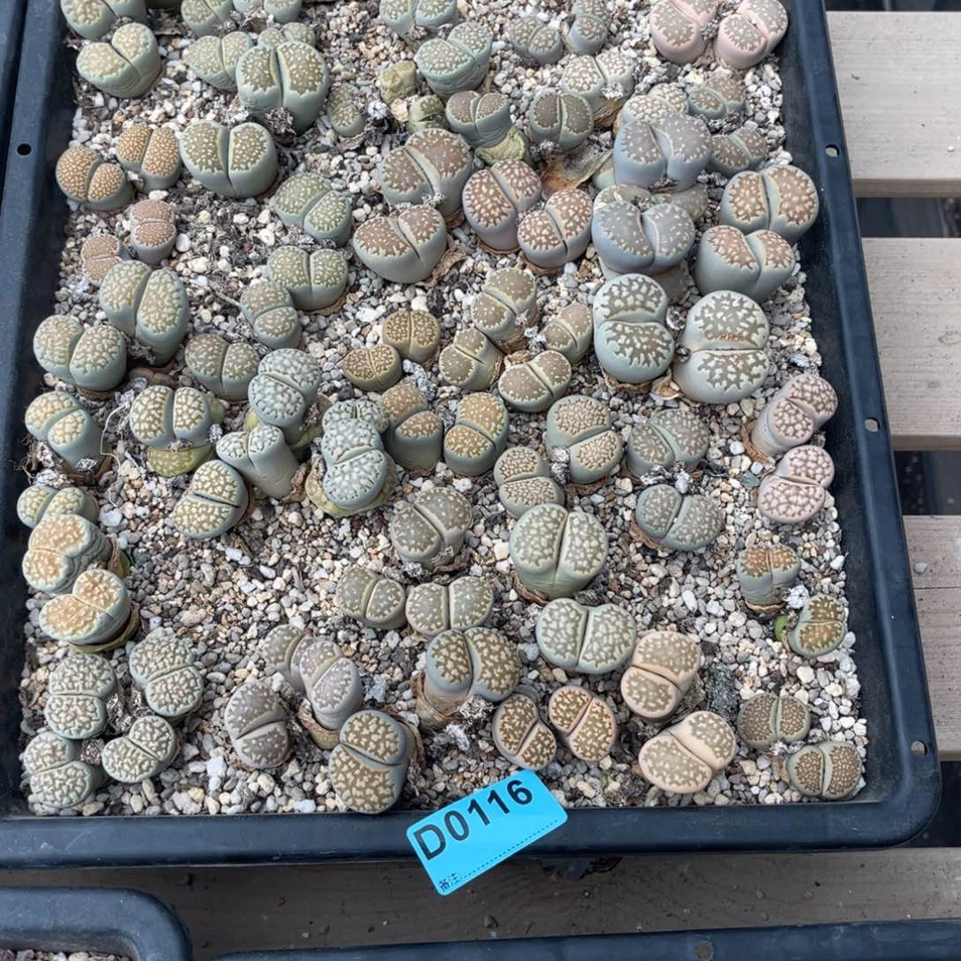 可***x0116筐福利不售后