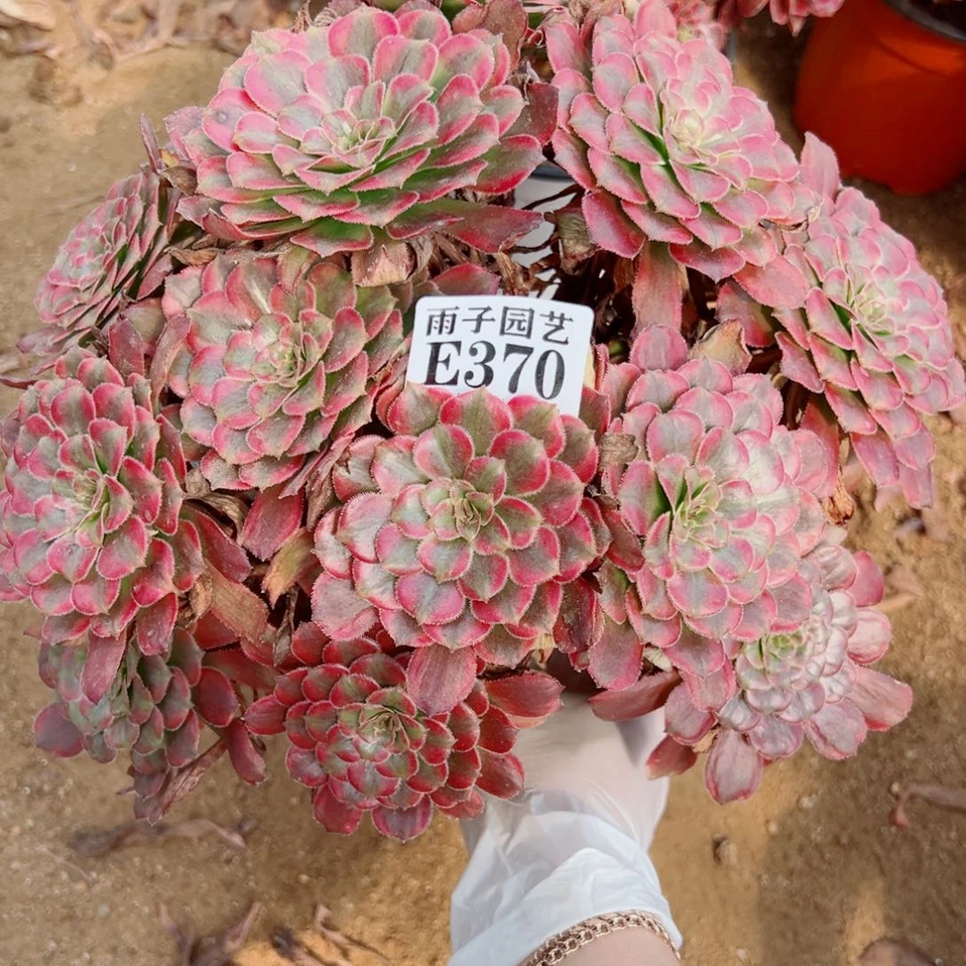 370月婵尺寸28左右特价