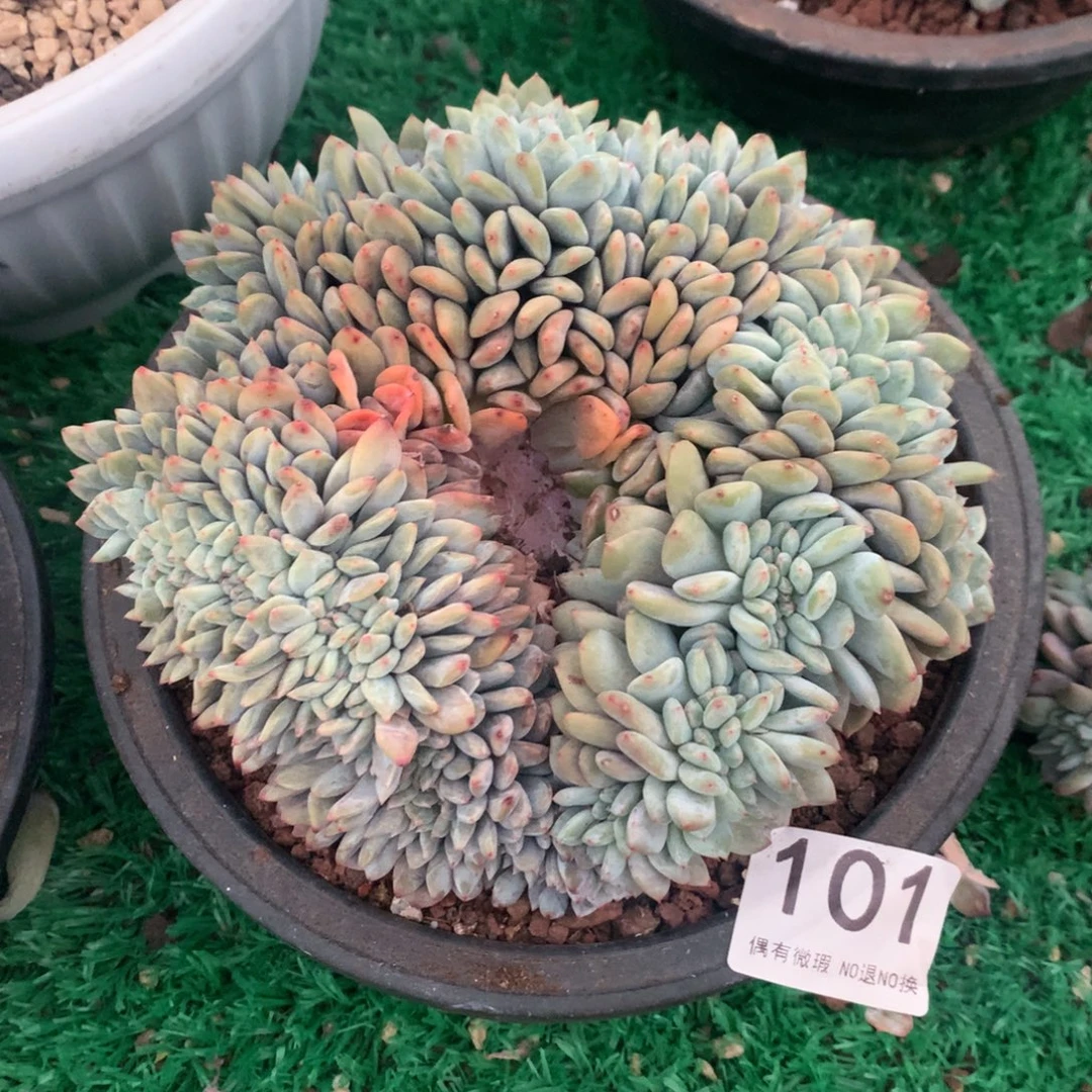 101橙子1111111111111