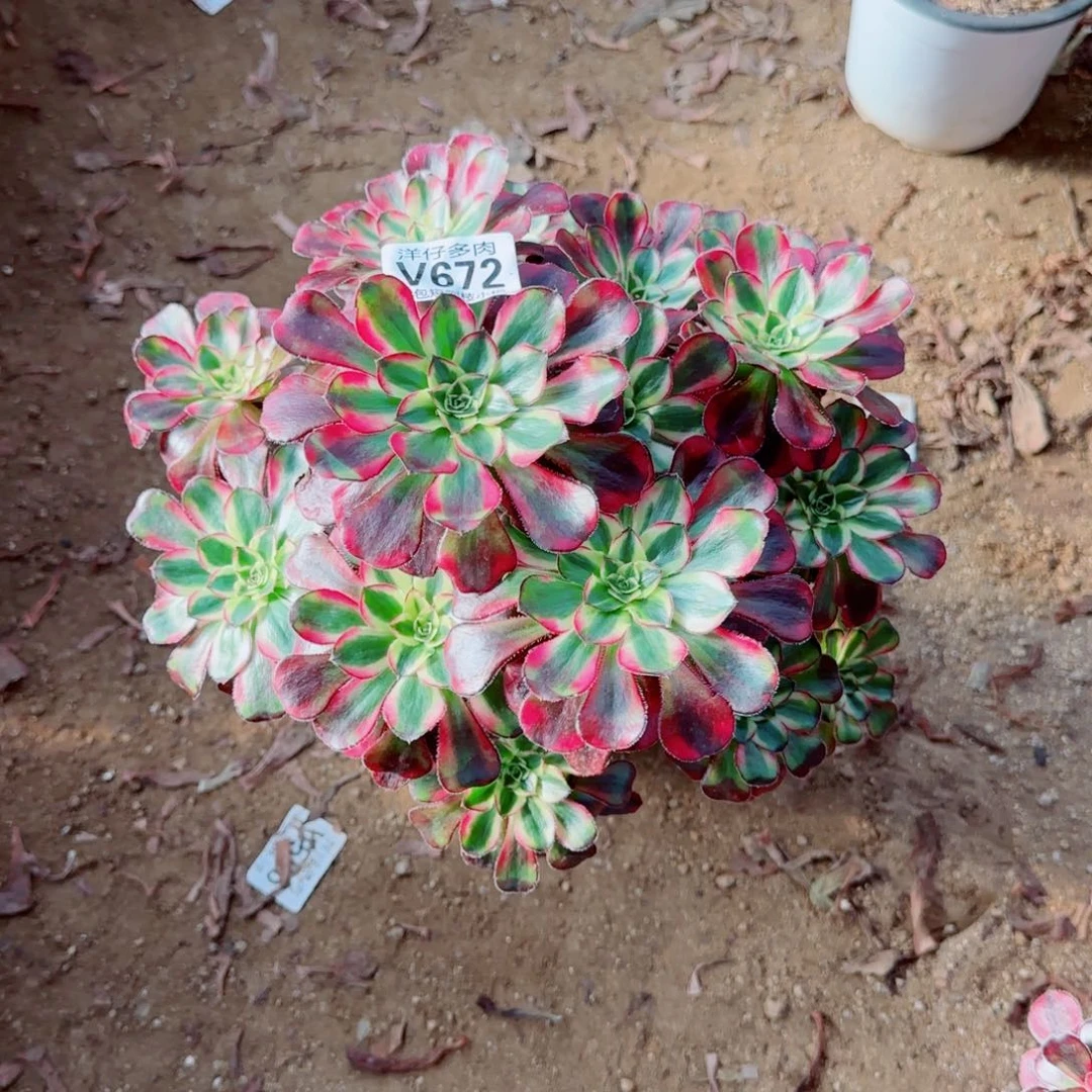 冰淇淋发师672冠幅23