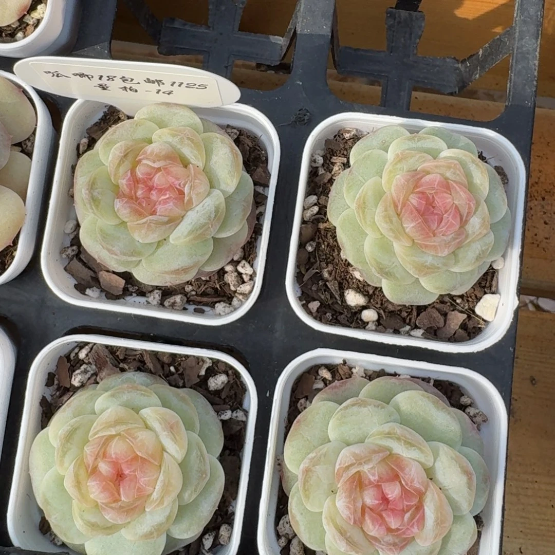 1125-014-假荷包蛋一颗量拍