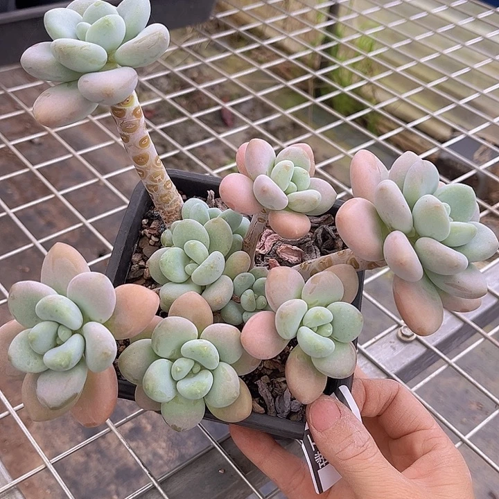 洛神2567多肉植物