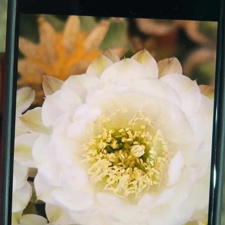 娇媚品种自根5cm(满18包邮)