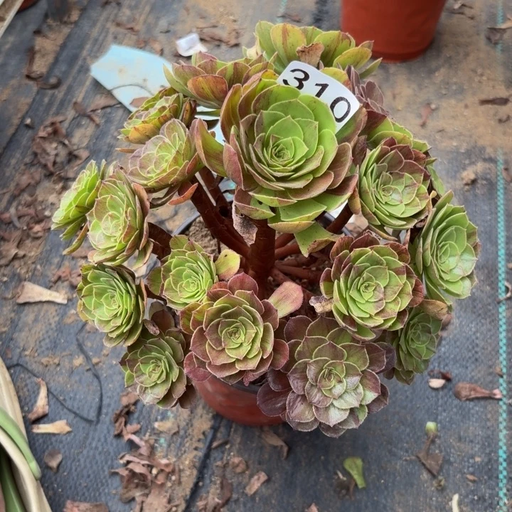 花月夜多肉植物不包损310
