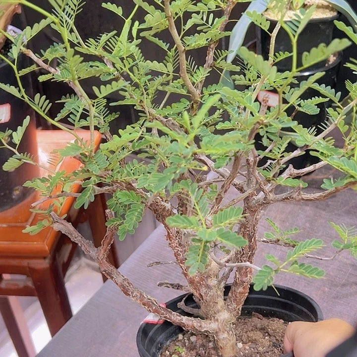 红皮大苏木福利888888