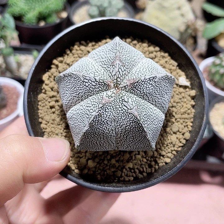 922实生带v恩冢仙人球